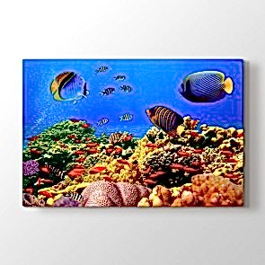 Renkli Balıklar - Vahşi Yaşam Duvar Dekoru Kanvas Tablo