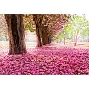 Kiraz Ağacı Yaprakları