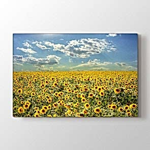 Ay Çiçeği Manzarası Tablosu | Çiçek Tabloları