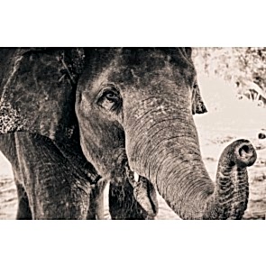 Siyah Beyaz Fil
