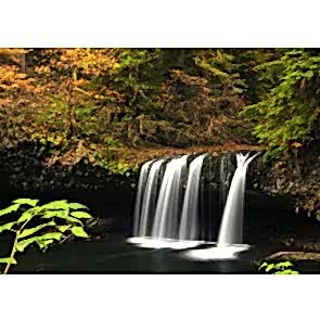 Ormanın Derinlikleri