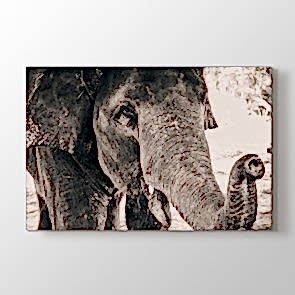 Siyah Beyaz Fil Tablosu | At Resimli Tablolar