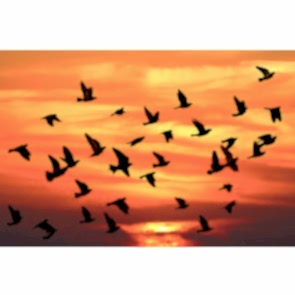 Kuşlar Sonbaharda Gelir