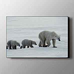 Aile - Vahşi Yaşam Dekoratif Duvar Tablosu