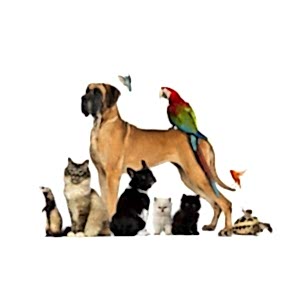 Yeni Nesil Bremen Mızıkacıları