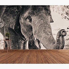 Siyah Beyaz Fil 3 Boyutlu Duvar Kağıdı