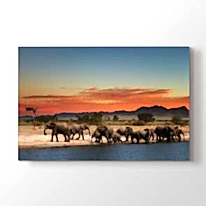 Filler Molada - Vahşi Yaşam Kanvas Tablo Modeli