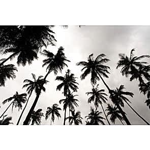 Siyah Beyaz Palmiyeler