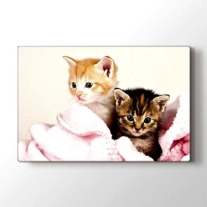 Kedi Yavruları - Vahşi Yaşam Duvar Dekor Kanvas Tablo