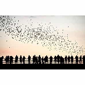 Kuşlar ve İnsanlar