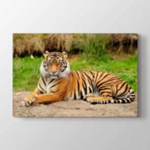 Asalet - Vahşi Yaşam Resimli Tablo Modeli