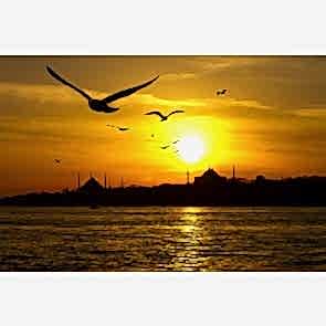 İstanbul Martıları