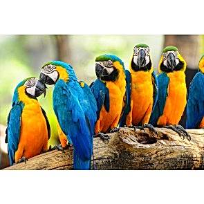 Sarı Lacivert Papağanlar
