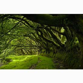 Ağaçların Arasından