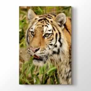 Kaplanın Gözleri - Vahşi Yaşam Resimli Tablo Modeli