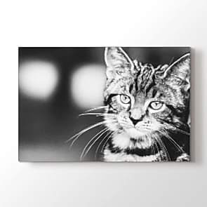Tatlı Kedi Tablosu | At Tabloları