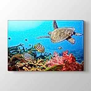 Yüzen Kaplumbağa - Vahşi Yaşam Duvar Tablosu