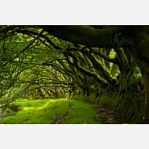 Ağaçların Arasından