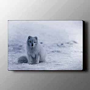 Yalnız Kurt Tablosu | At Tabloları