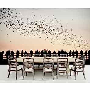 Kuşlar ve İnsanlar 3 Boyutlu Duvar Kağıdı Önizleme