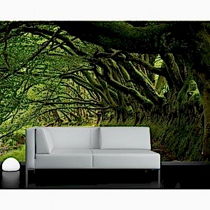 Ağaçların Arasından Duvar Kağıdı