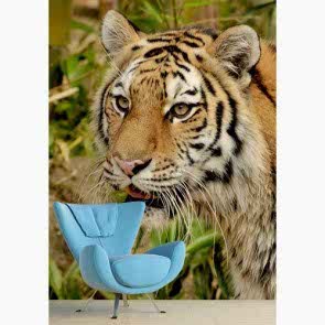 Kaplanın Gözleri 3 Boyutlu Resimli Duvar Kağıdı Önizleme