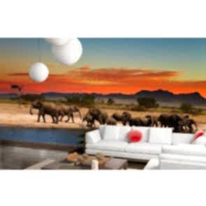 Filler Molada Duvar Kağıdı