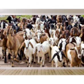 İnatçı Keçiler Duvar Kağıdı