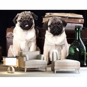 Şapşal Bakış - Resimli Dekoratif Duvar Kağıdı