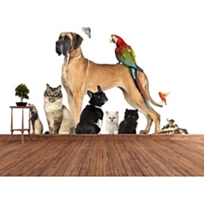 Yeni Nesil Bremen Mızıkacıları - Resimli İthal Duvar Kağıtları 