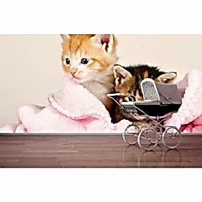 Kedi Yavruları - Resimli Dekoratif Duvar Kağıdı