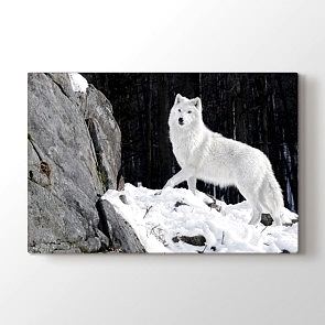 Beyaz Kurt Tablosu Kanvas Tablo Modeli