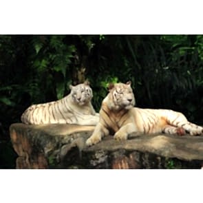 Afrika'da Öğle Vakti