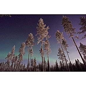 Gökyüzüne Değen Ağaçlar