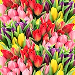 Lalelerin Güzelliği