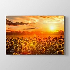 Ayçiçekler Açarken - Çiçek Duvar Tablosu