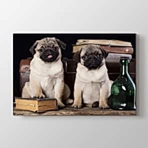 Şapşal Bakış - Vahşi Yaşam Duvar Tablosu