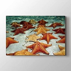 Deniz Yıldızı - Vahşi Yaşam Duvar Tablosu Modeli