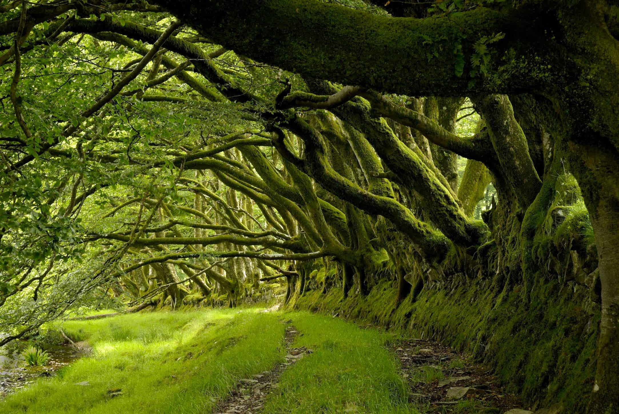 Ağaçların Arasından Duvar Kağıdı