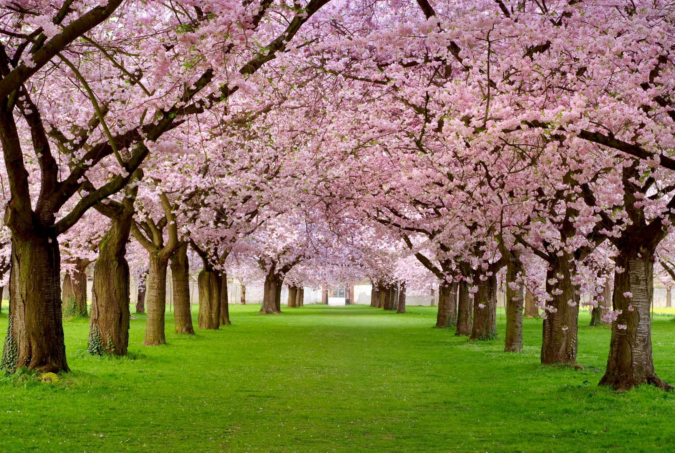 Ağaçlar Çiçek Açtı Duvar Kağıdı