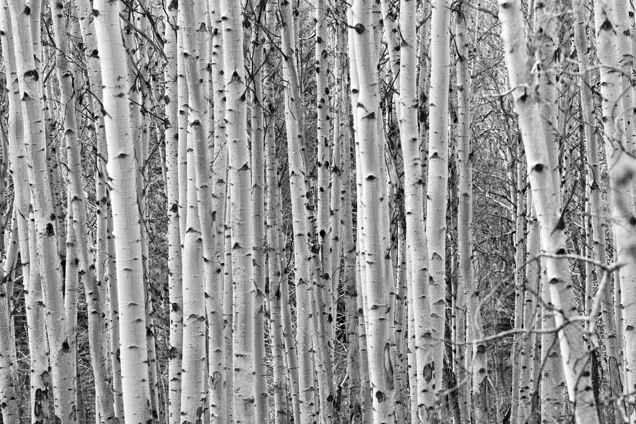 Kavak Ağaçları 3 Boyutlu Duvar Kağıdı