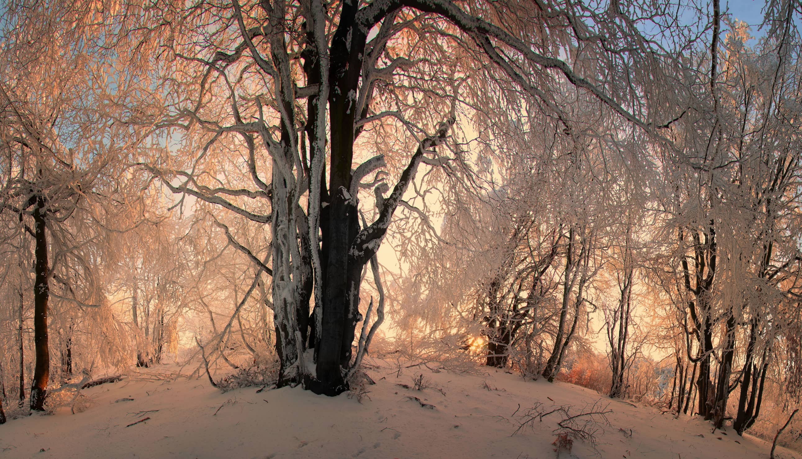 Kış Tepesi 3 Boyutlu Kış Manzaralı Duvar Kağıdı Önizleme