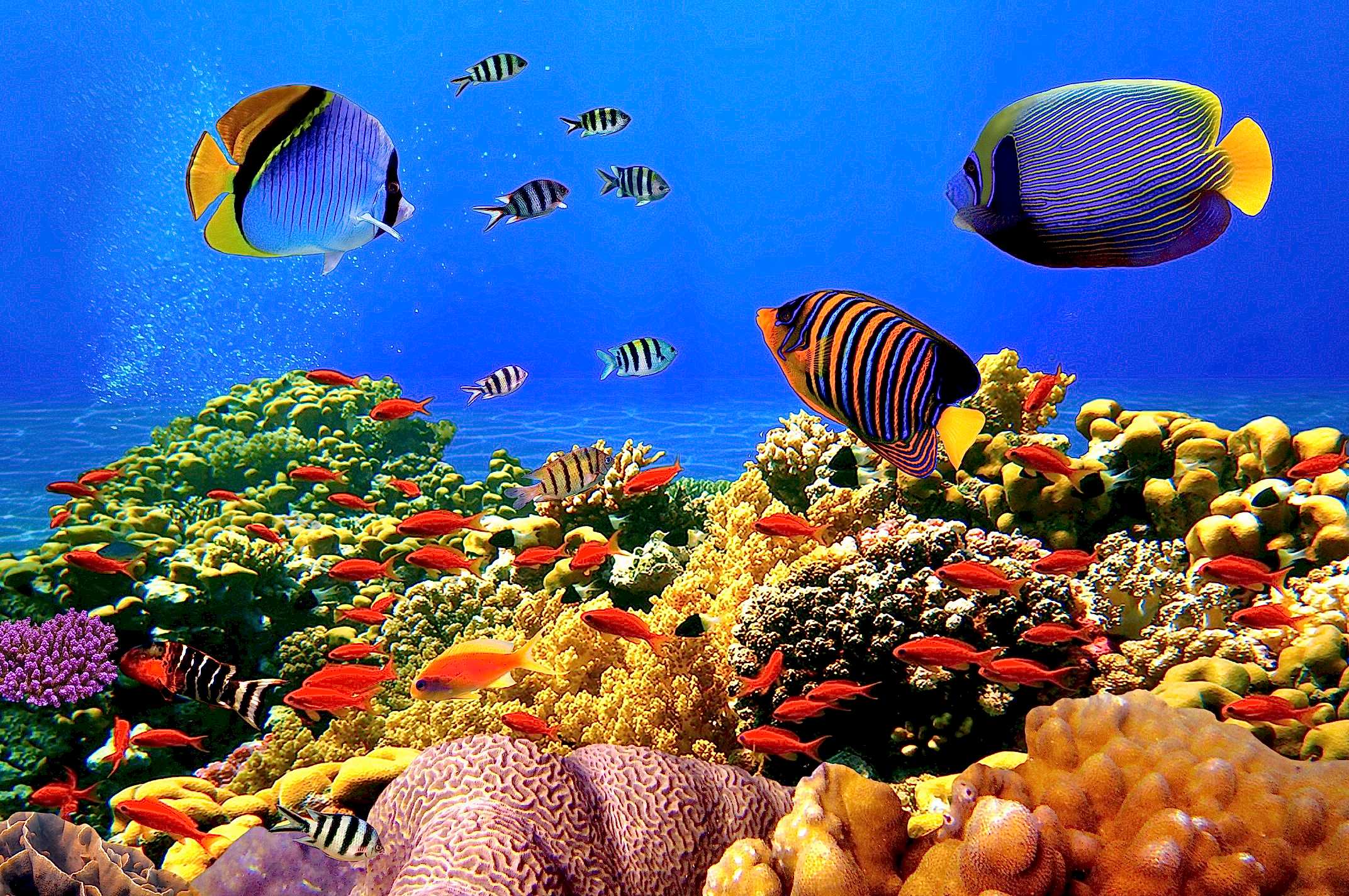 Renkli Balıklar 3 Boyutlu Akvaryum Duvar Kağıdı Önizleme